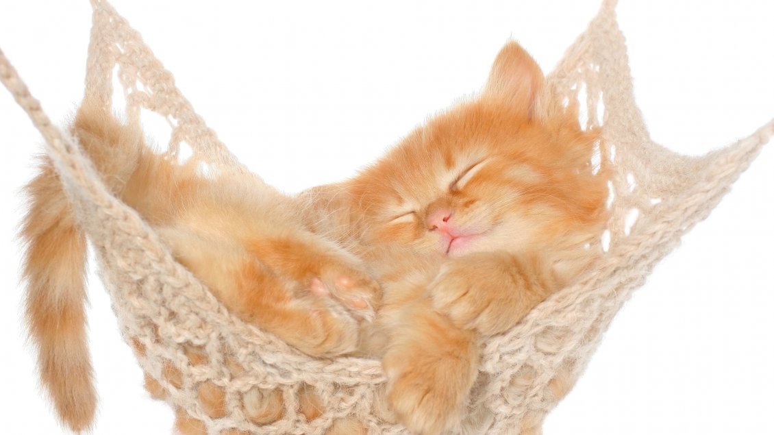 Download Wallpaper A cute yellow kitten sleeps in hammock