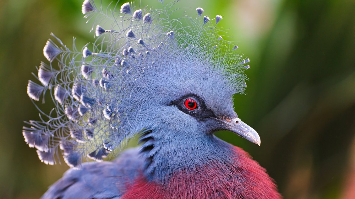 Download Wallpaper Gray and red crowned pigeons - Beautiful feathers