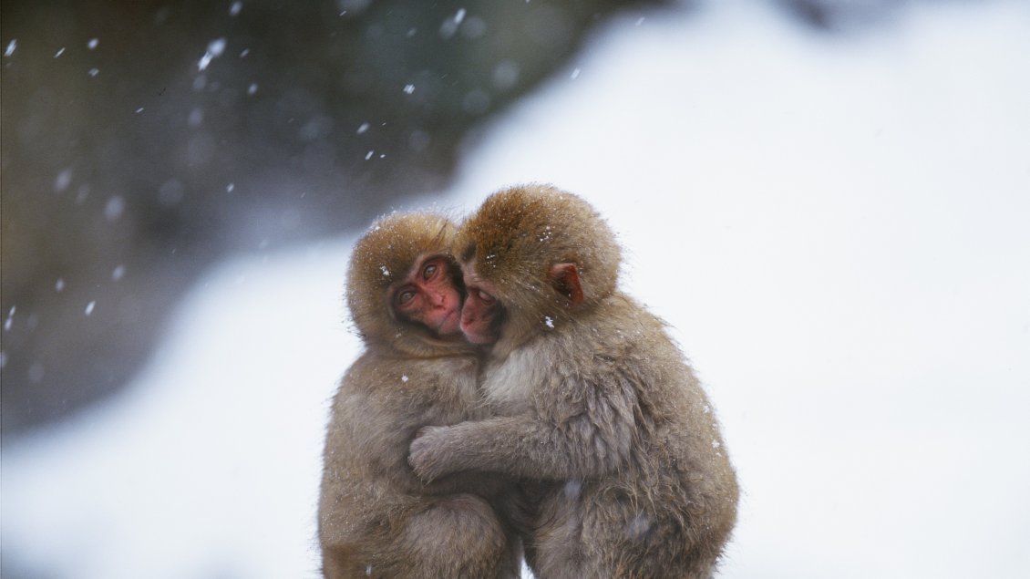 Download Wallpaper Embrace between two monkeys in a cold day
