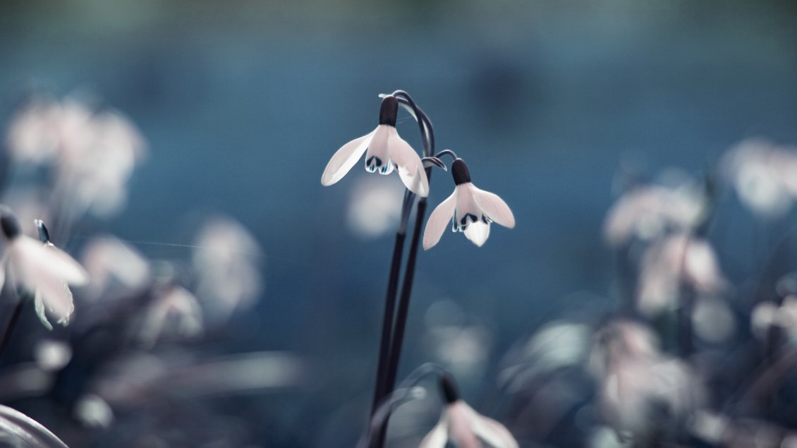 Download Wallpaper The first flower of the year in the garden - Snowdrop