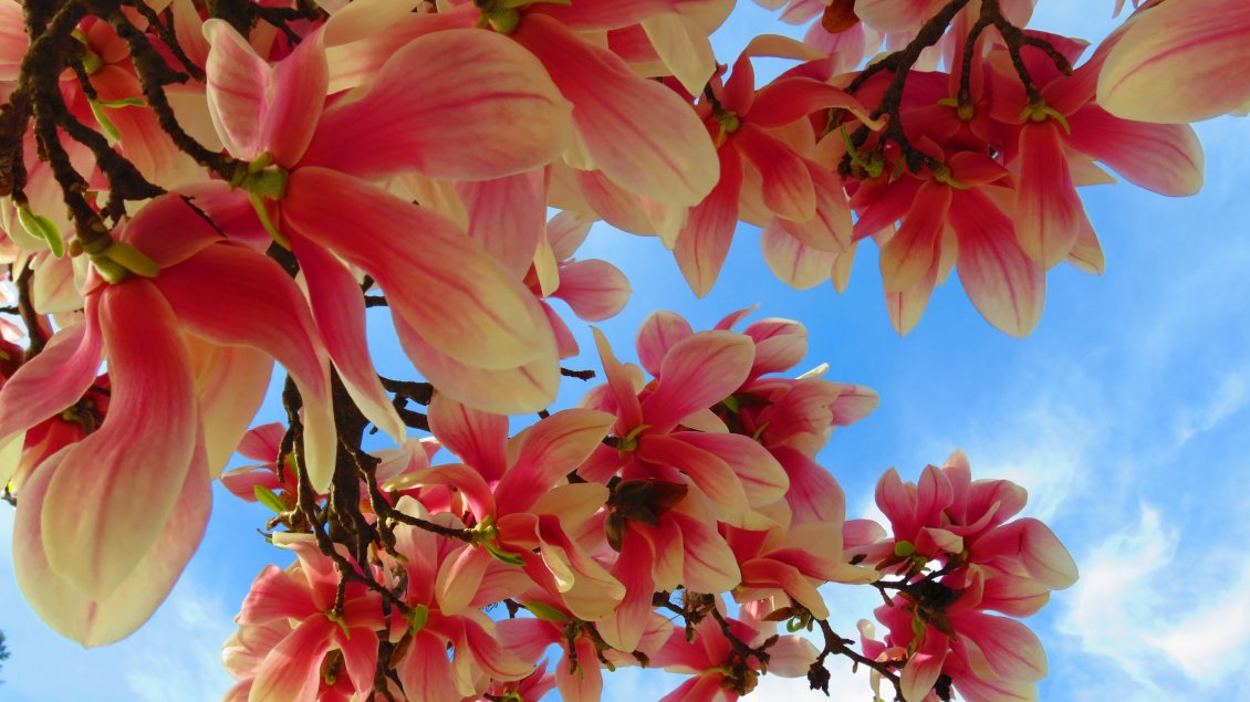 Download Wallpaper Red flowers with yellow on the branches of tree