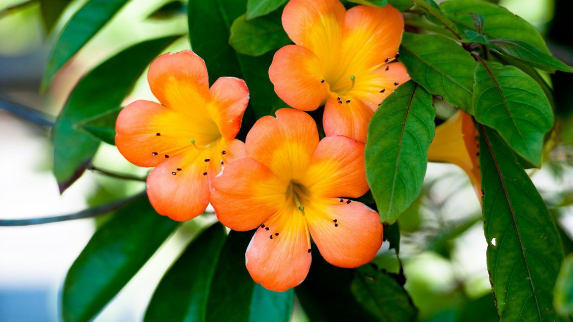 Download Wallpaper Beautiful orange flowers on the branch