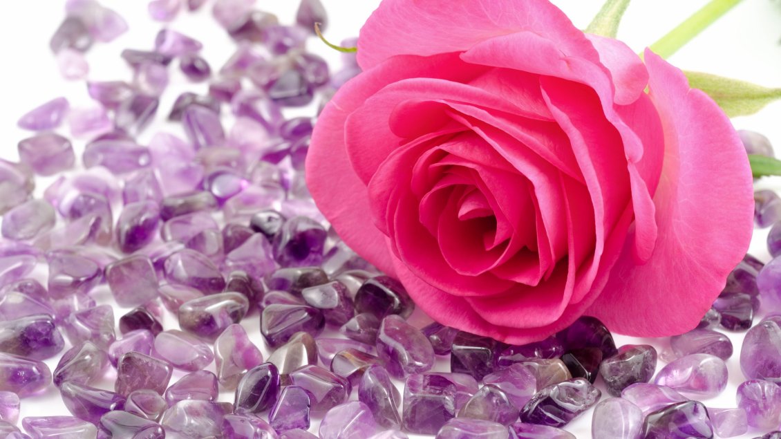 Download Wallpaper Pink rose on the many beautiful purple stones
