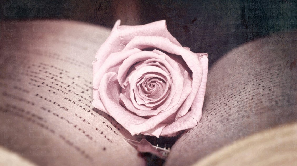 Download Wallpaper A rose in the middle of a book