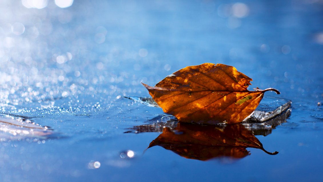 Download Wallpaper A yellowed leaf on the water - HD wallpaper