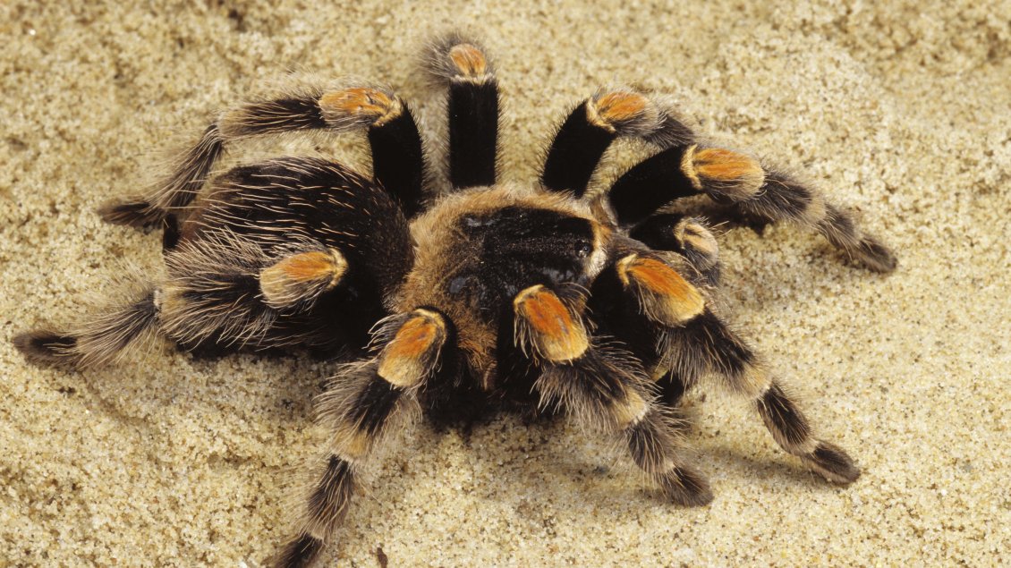 Download Wallpaper Black and yellow spider on the sand - Tarantula wallpaper