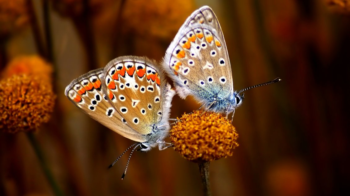 Download Wallpaper Two beautiful butterflies with black stains on a flower