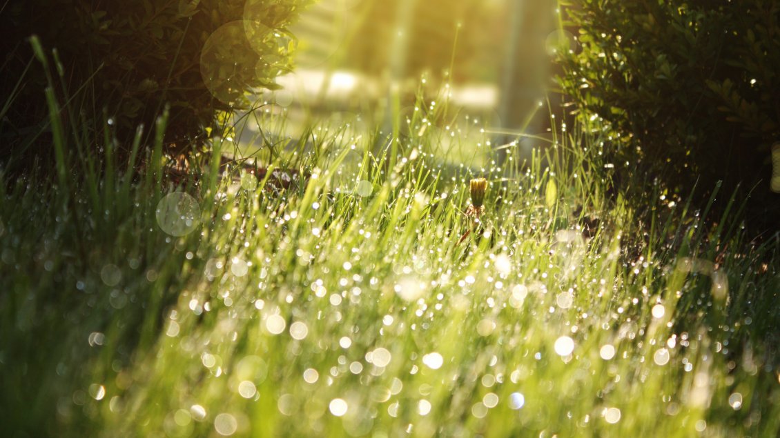 Download Wallpaper Green grass full of drops of dew in the sunlight