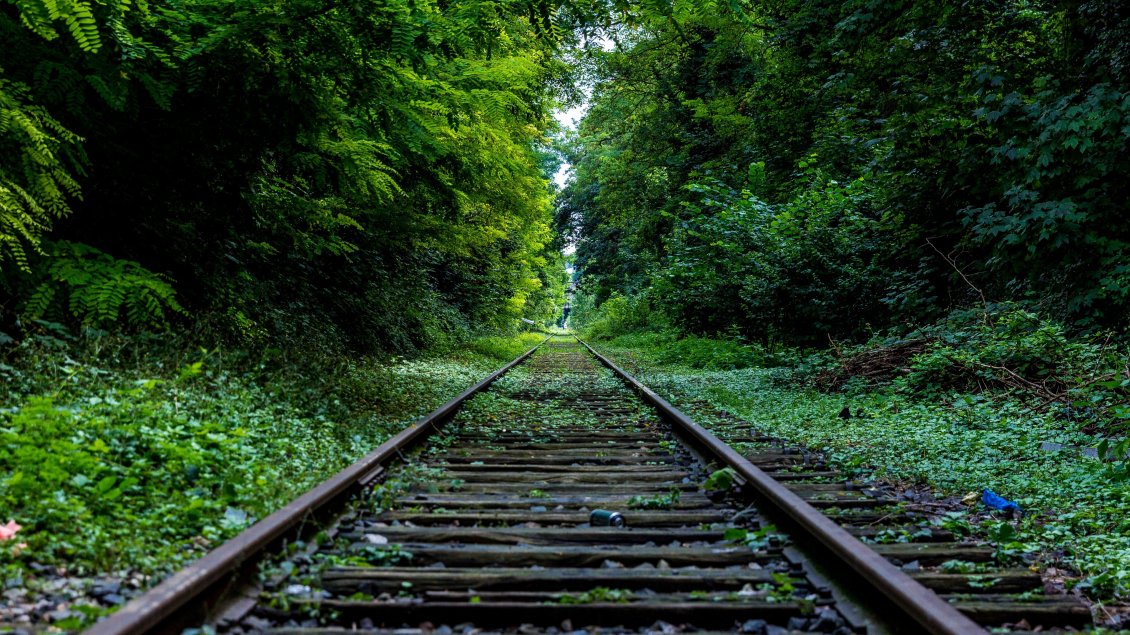 Download Wallpaper A railroad through the green forest