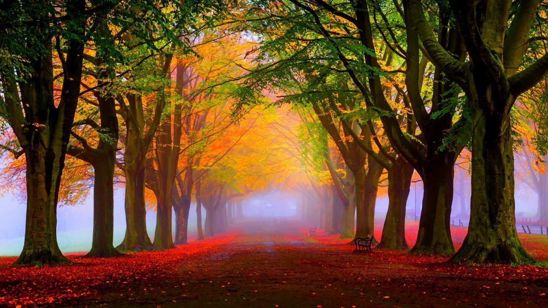 Download Wallpaper Red leaves and fog in the park - Autumn landscape