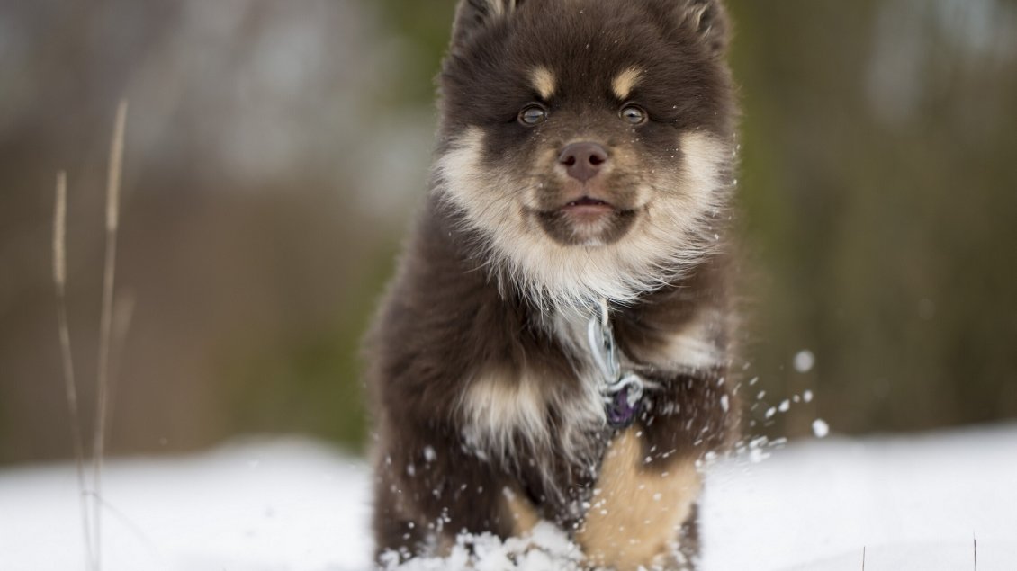 Download Wallpaper Black Lapphund puppy in the snow