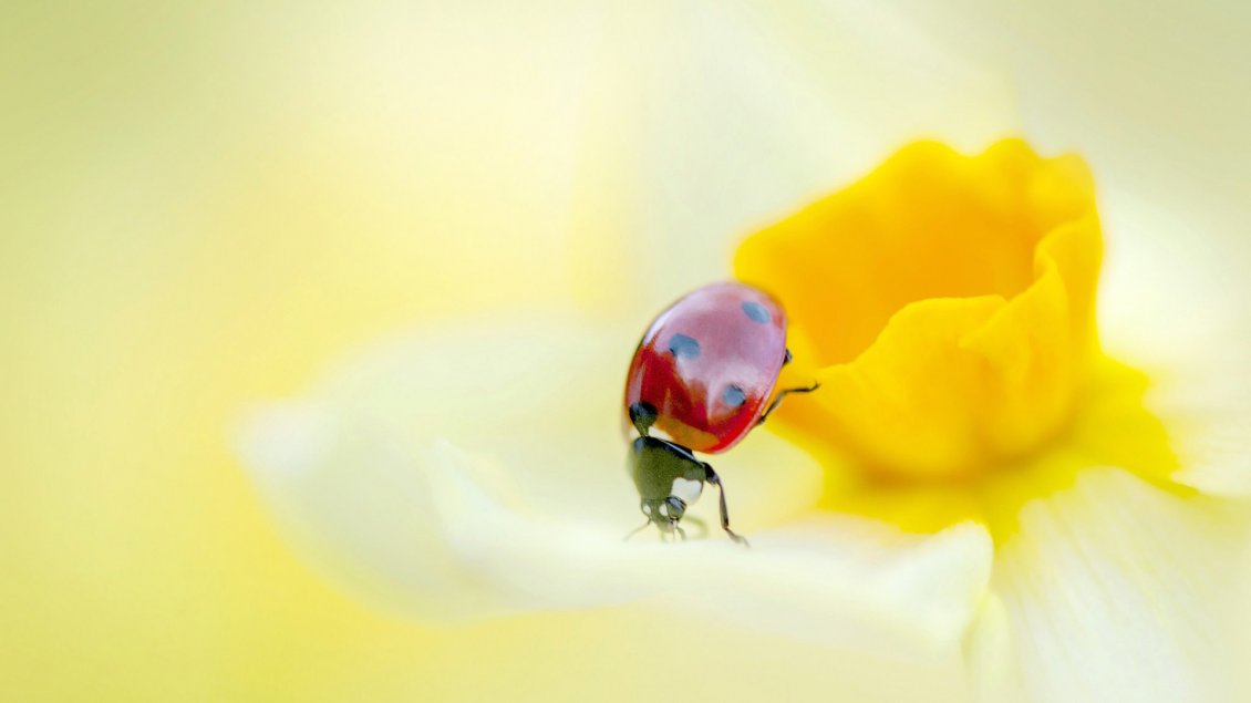 Download Wallpaper A red ladybird on a yellow daffodil - HD image
