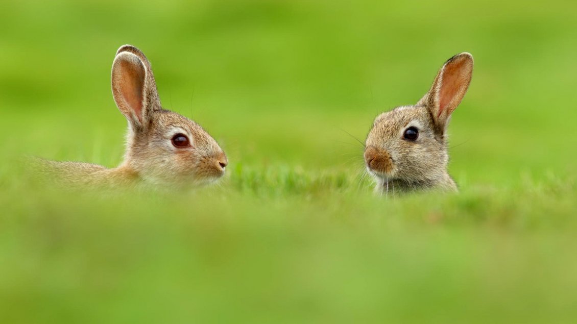Download Wallpaper Two rabbits in the big green grass