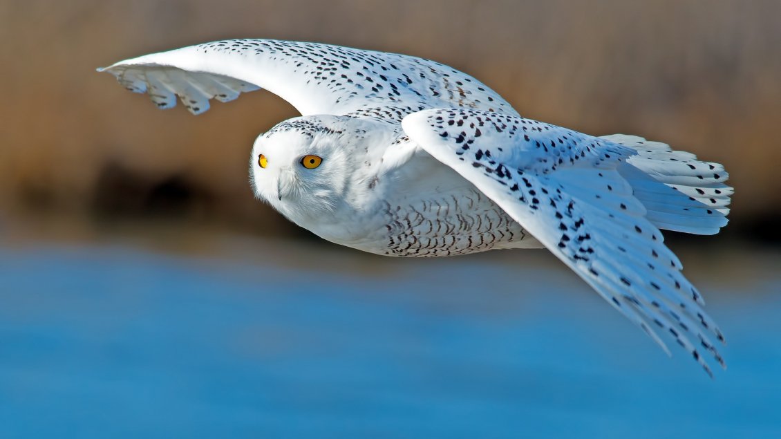 Download Wallpaper White owl with black points flying over the water