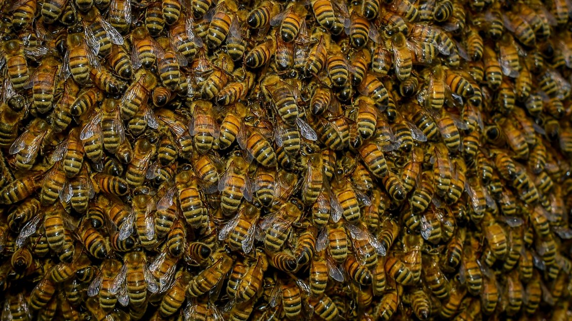Download Wallpaper A swarm of bees - HD insects wallpaper
