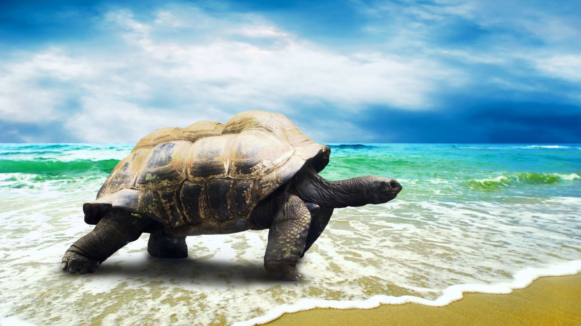 Download Wallpaper A big turtle on the beach in the sea waves