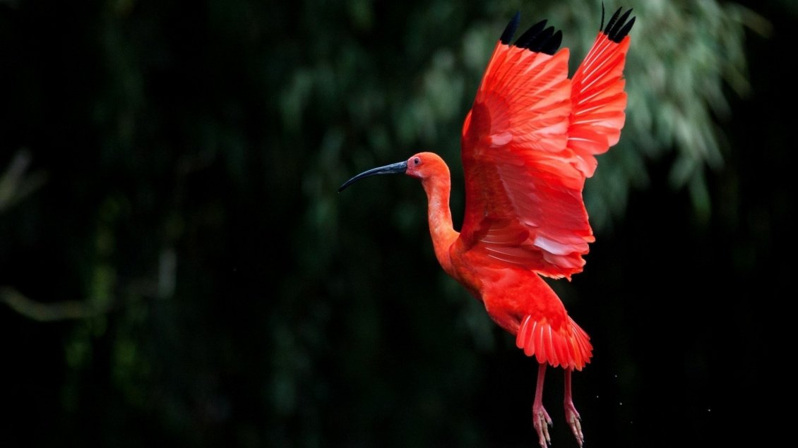 Download Wallpaper Red Ibis bird flying in the night - Awesome bird