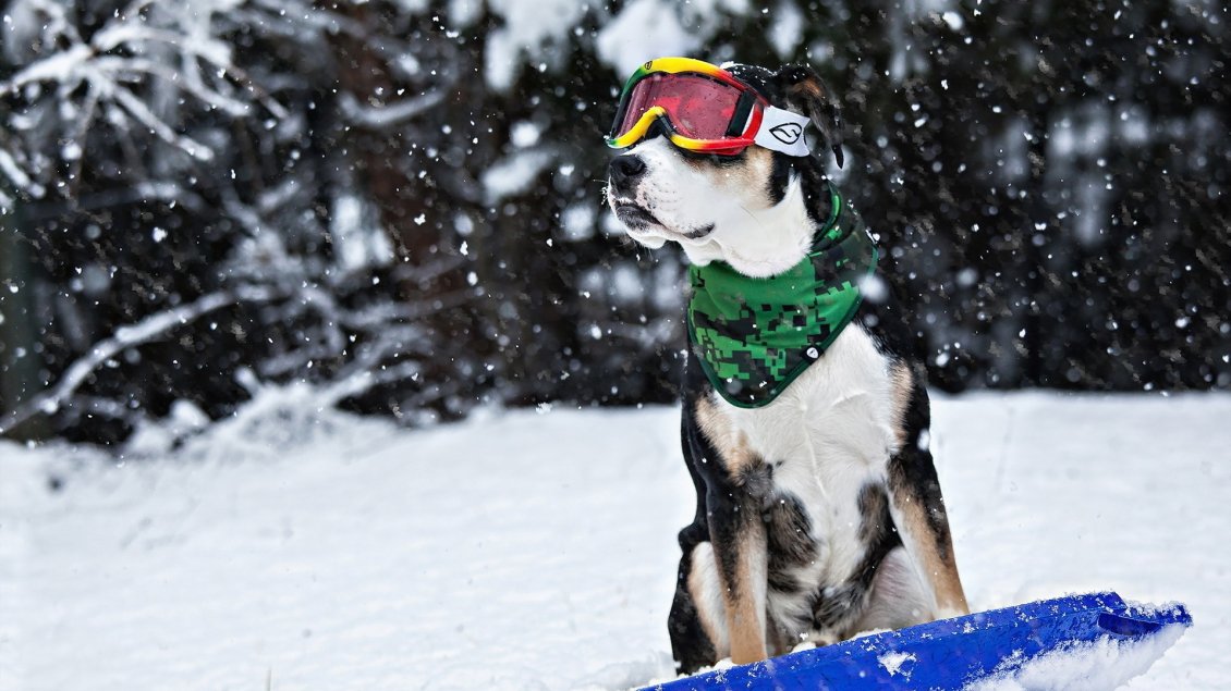 Download Wallpaper Funny dog with ski goggles and scarf - Cool dog