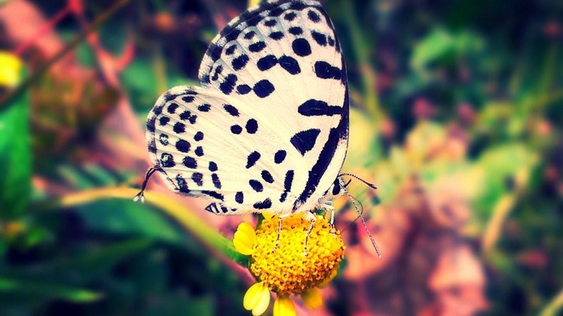 Download Wallpaper A white and violet butterfly on the yellow flower