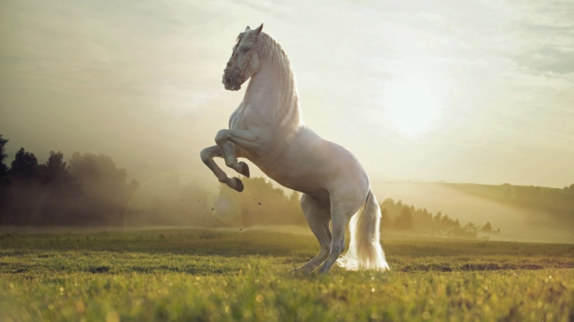 Download Wallpaper A beautiful white horse on the field in the sunlight