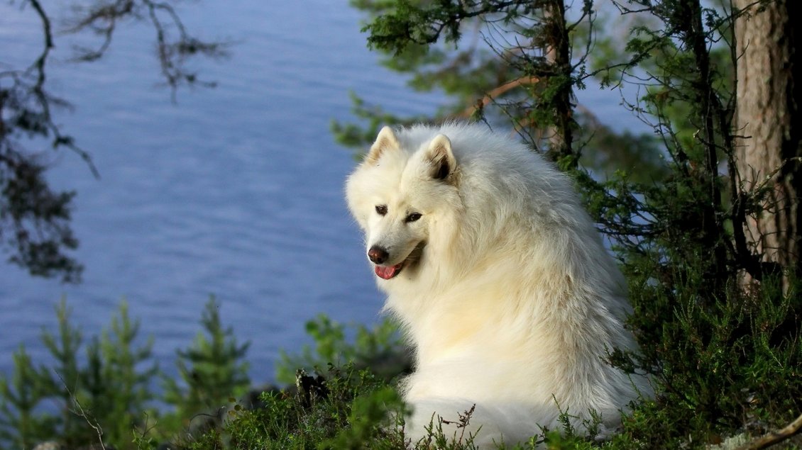 Download Wallpaper A dog with fluffy white fur on the shore of water
