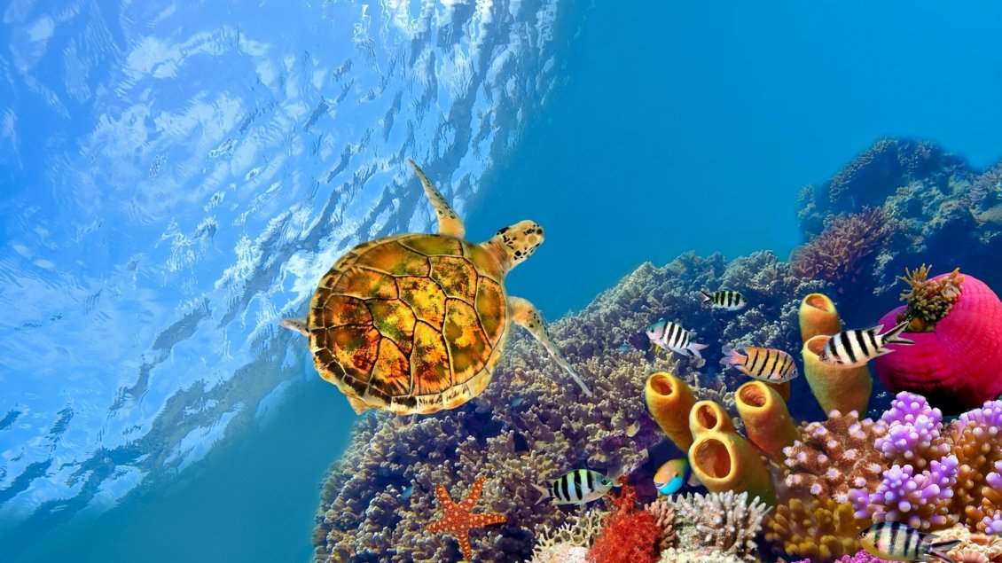 Download Wallpaper A turtle swims underwater between fish