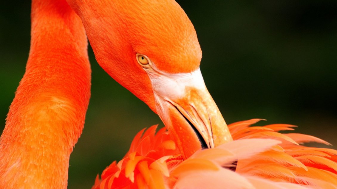 Download Wallpaper Beautiful orange flamingo bird - HD wallpaper