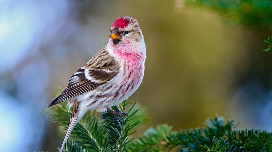 Download Wallpaper Awesome redpoll bird on a green branch