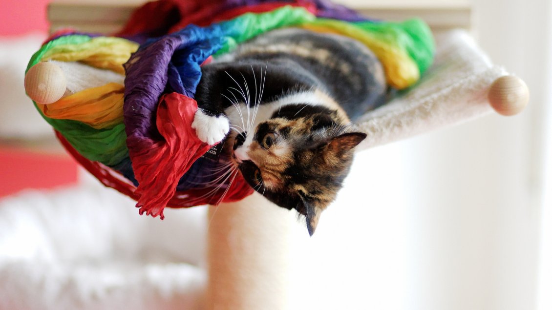 Download Wallpaper A sweet cat plays with a colored material