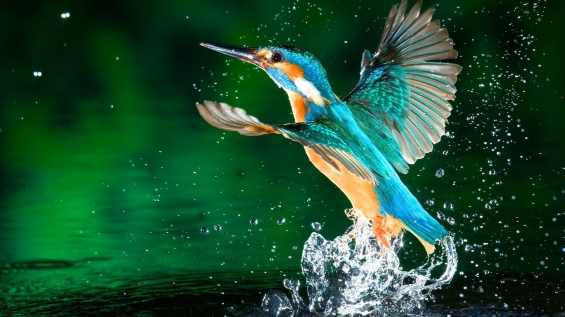 Download Wallpaper A blue Kingfisher bird fly near water