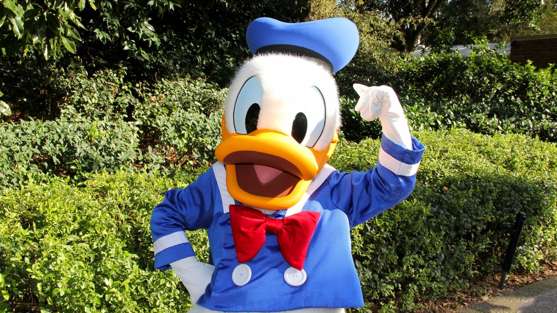 Download Wallpaper Donald Duck mascot - Cartoons character wallpaper