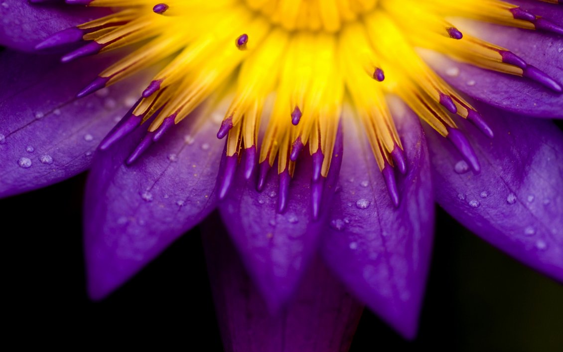 Download Wallpaper Yellow and purple petals of flower - Bright flower