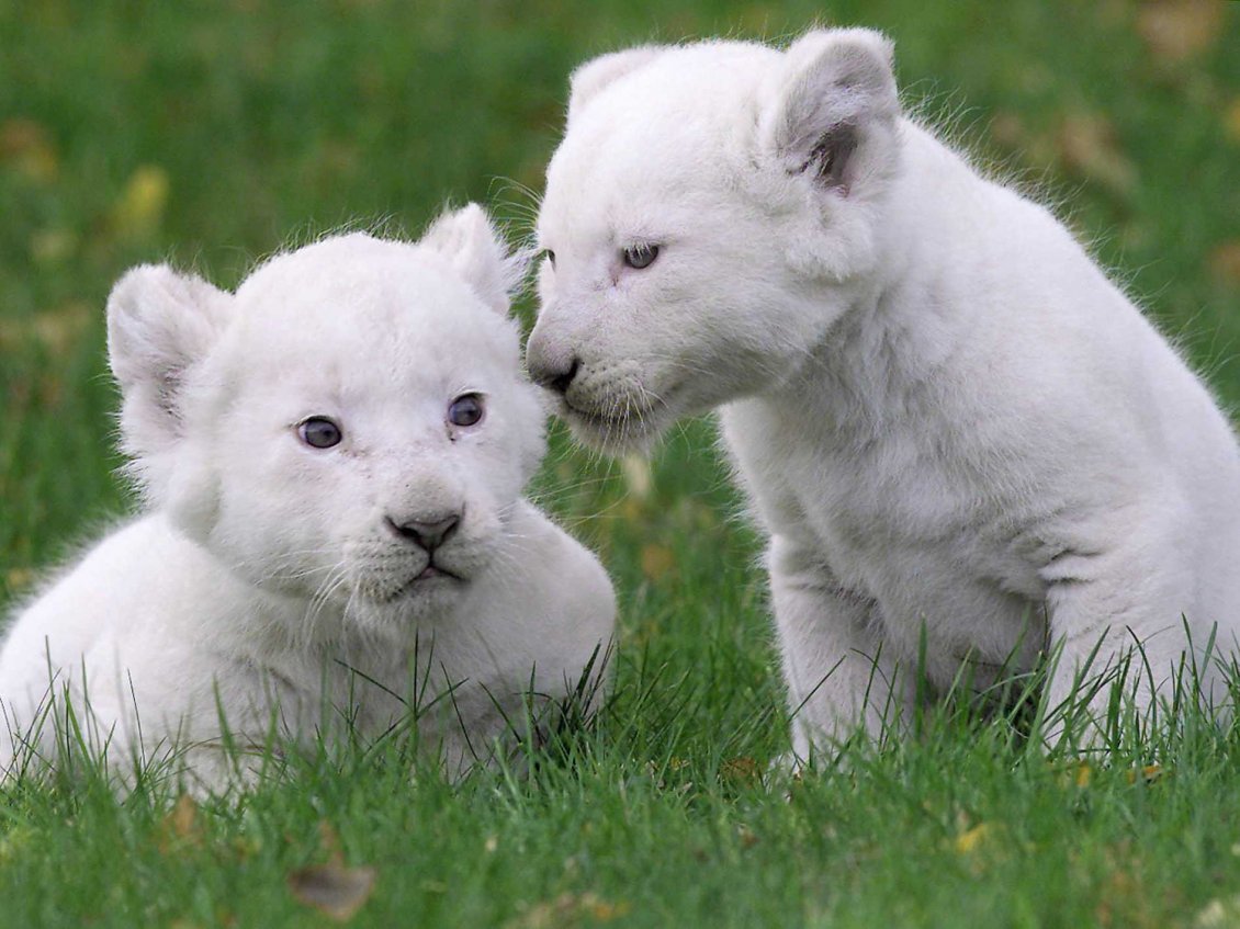Download Wallpaper Two cute white lion cubs on the grass