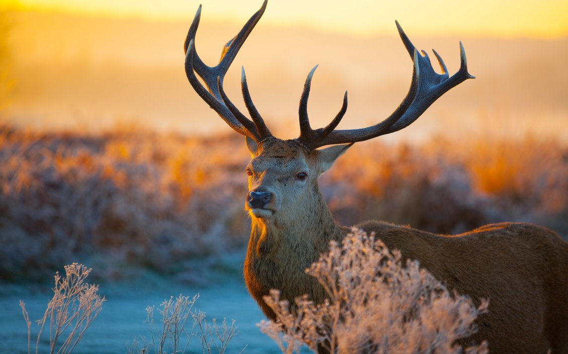 Download Wallpaper An awesome deer in the field - Wild animal wallpaper