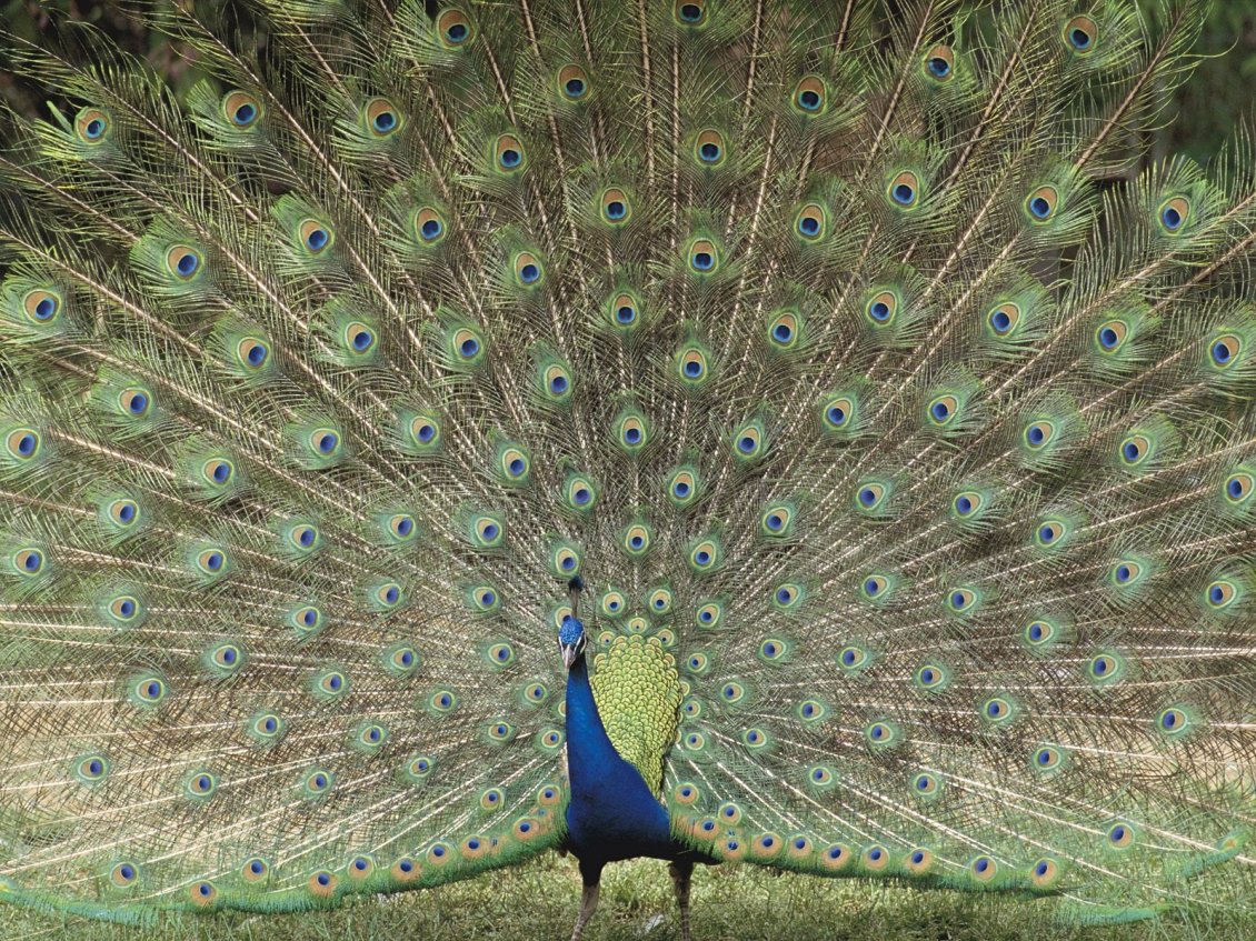 Download Wallpaper A beautiful peacock with loose tail