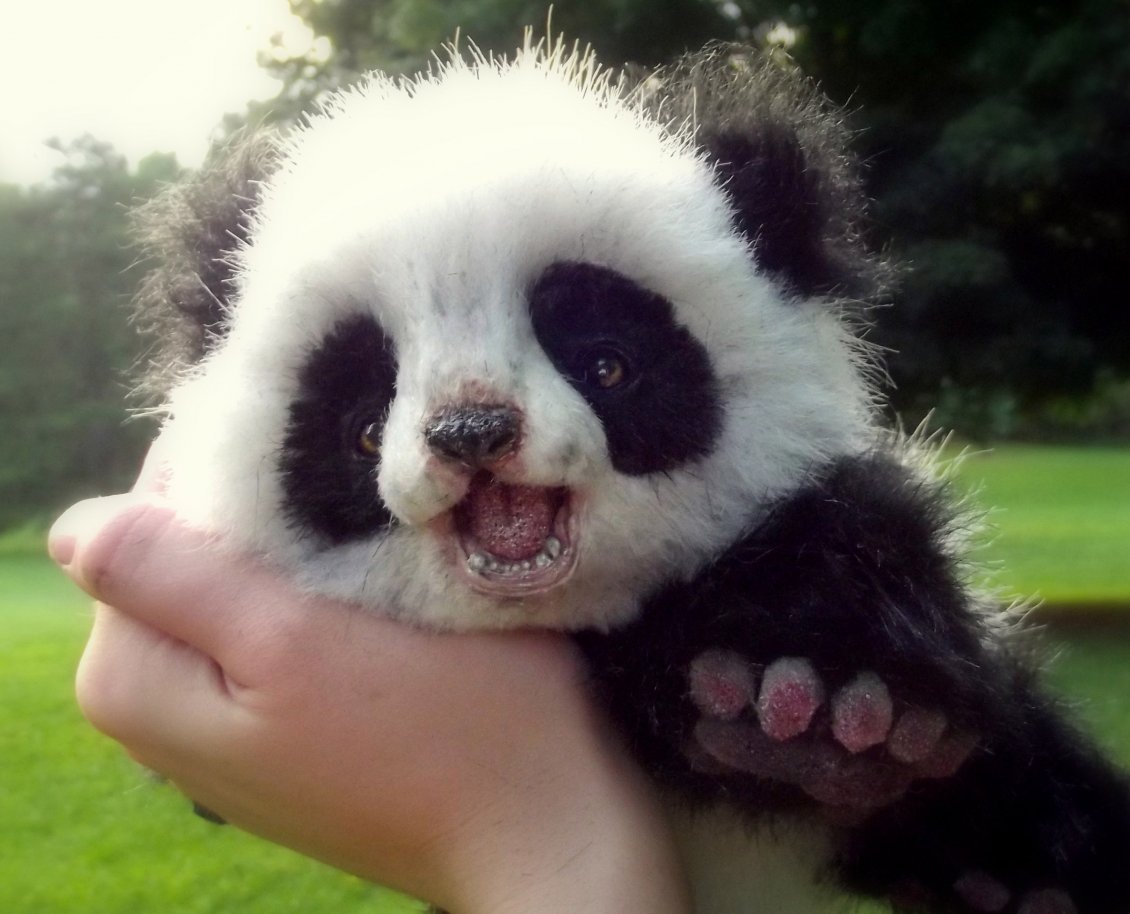 Download Wallpaper Cute panda bear cub - Wild animals wallpaper