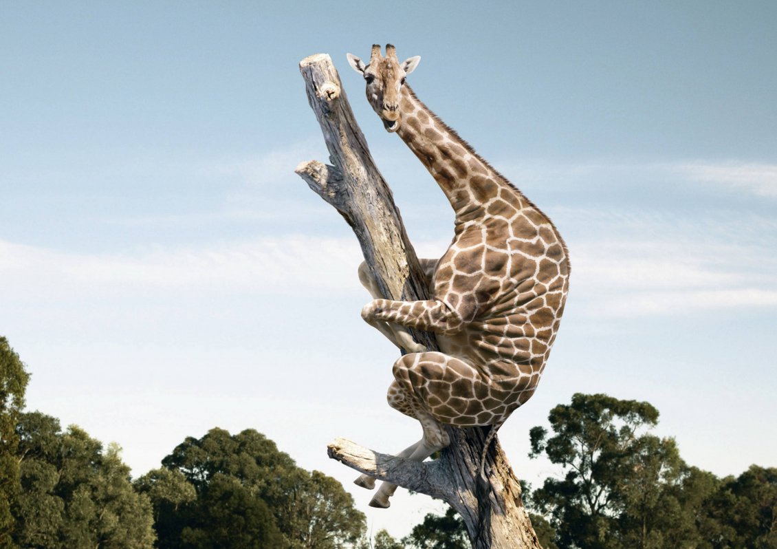 Download Wallpaper A giraffe is climbing on a tree trunk