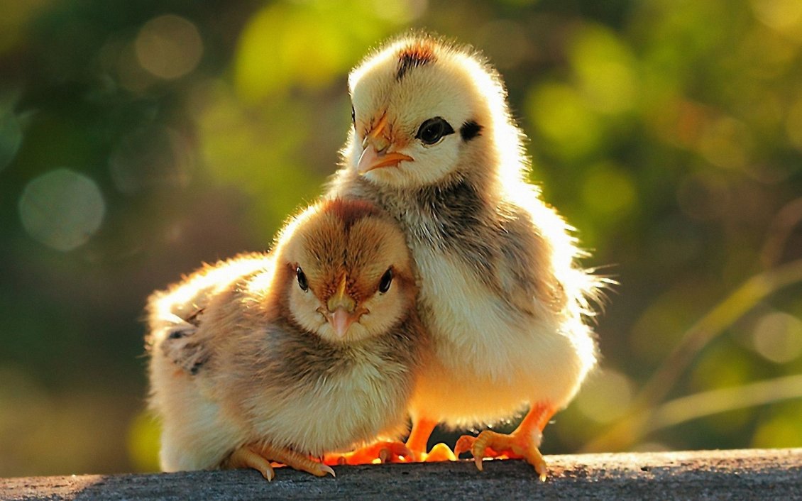 Download Wallpaper Two cute chicks - Cute animals
