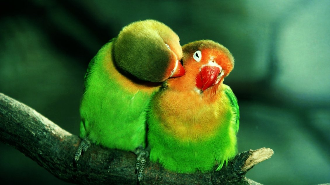Download Wallpaper Two lovers - beautiful colored parrots