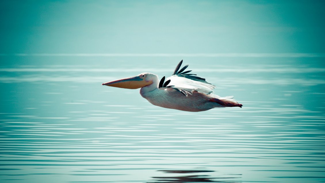 Download Wallpaper A beautiful pelican flying over the water sea