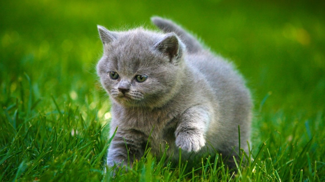 Download Wallpaper Gray little kitty in the green grass