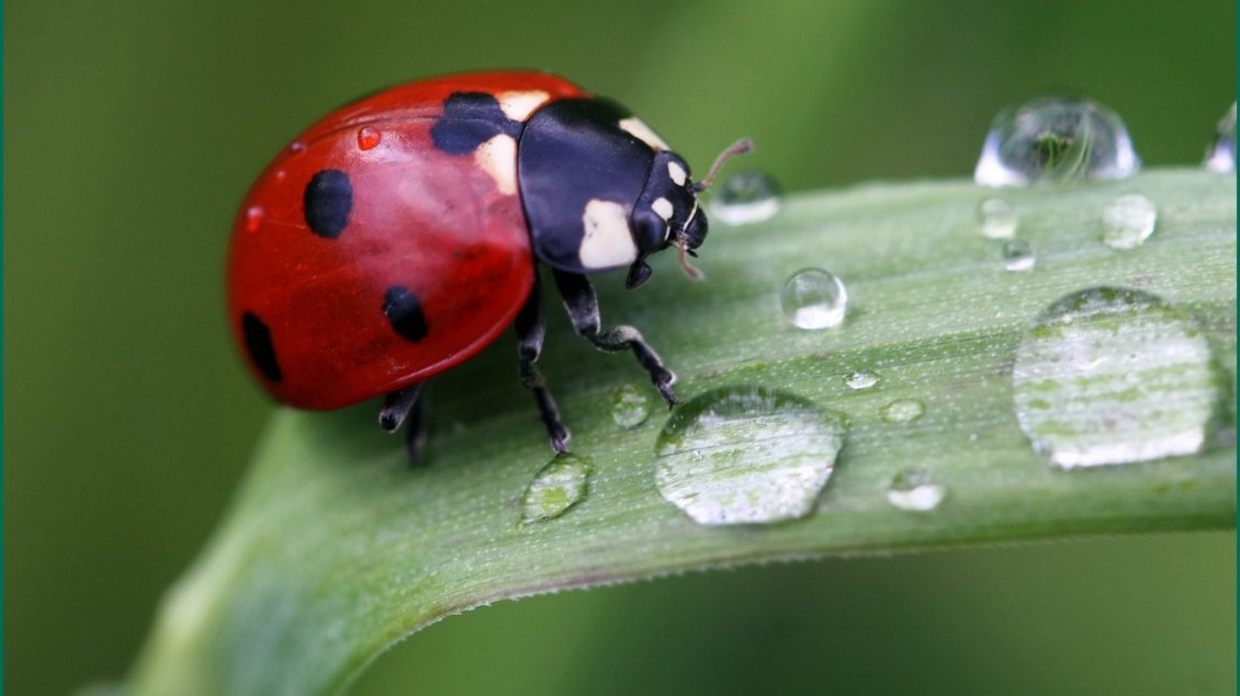Download Wallpaper A cute red ladybug on a leaf with drops water
