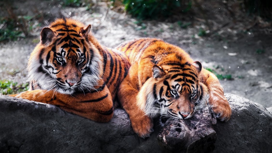 Download Wallpaper Two beautiful tigers on a big stone - Wild animals