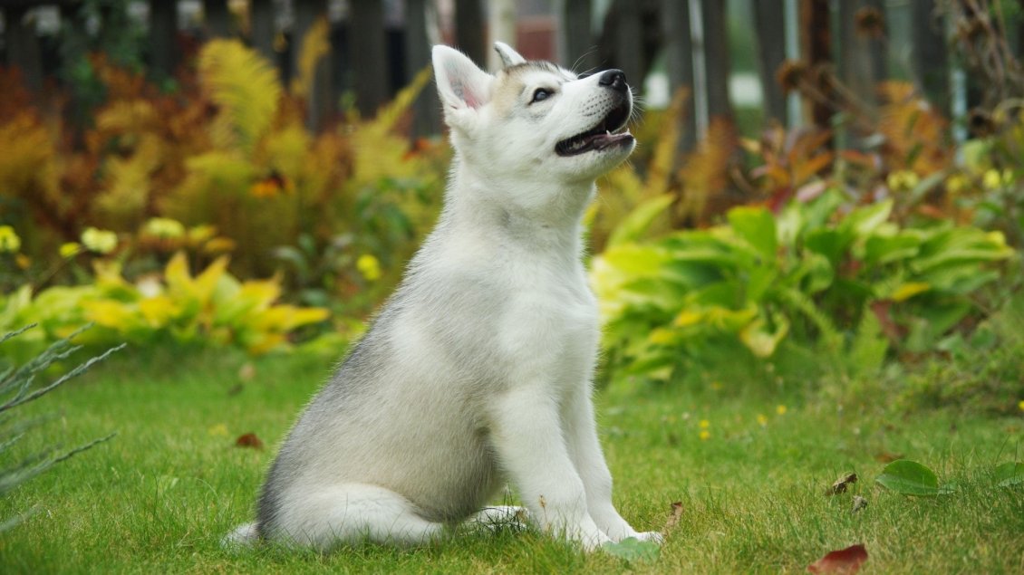 Download Wallpaper A white and gray Malamute puppy in forest