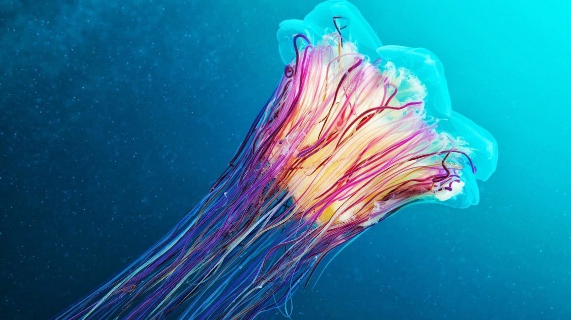 Download Wallpaper A beautiful colorful jellyfish in blue water