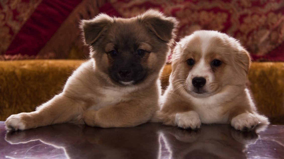 Download Wallpaper Two cute brown and white puppies