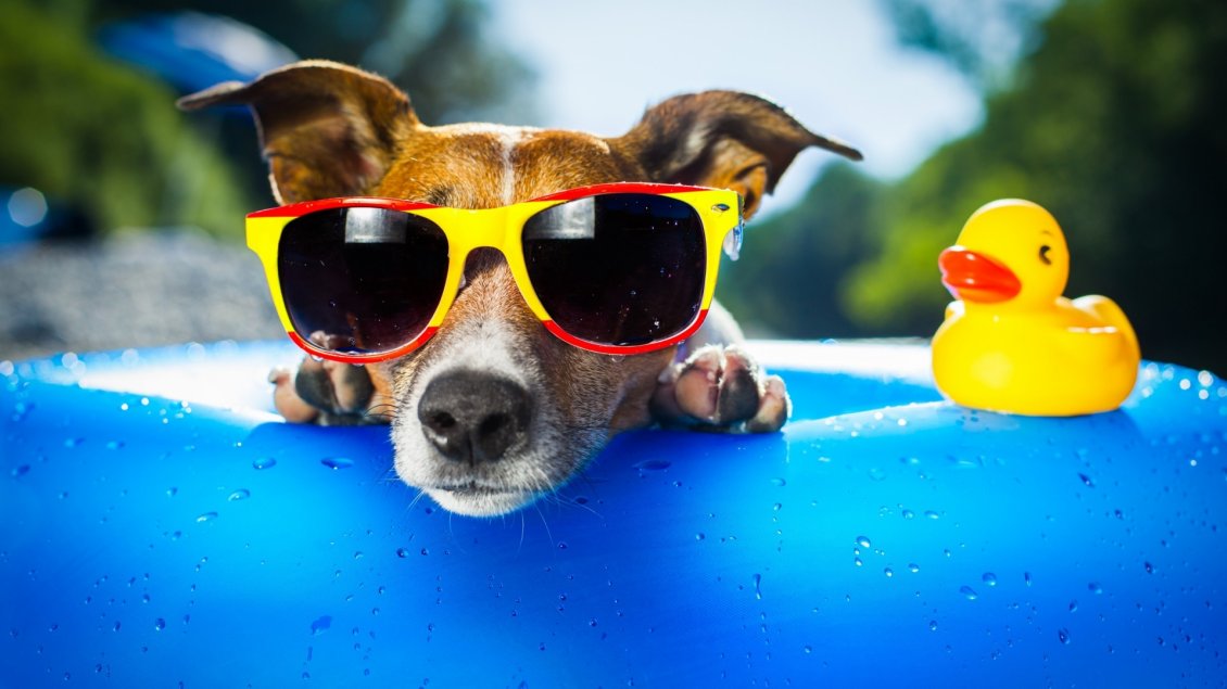 Download Wallpaper A dog with yellow and red glasses in a pool