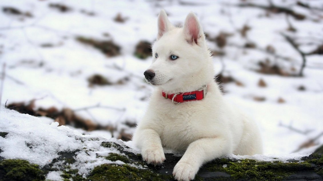 Download Wallpaper A beautiful white husky dog on a wood with snow