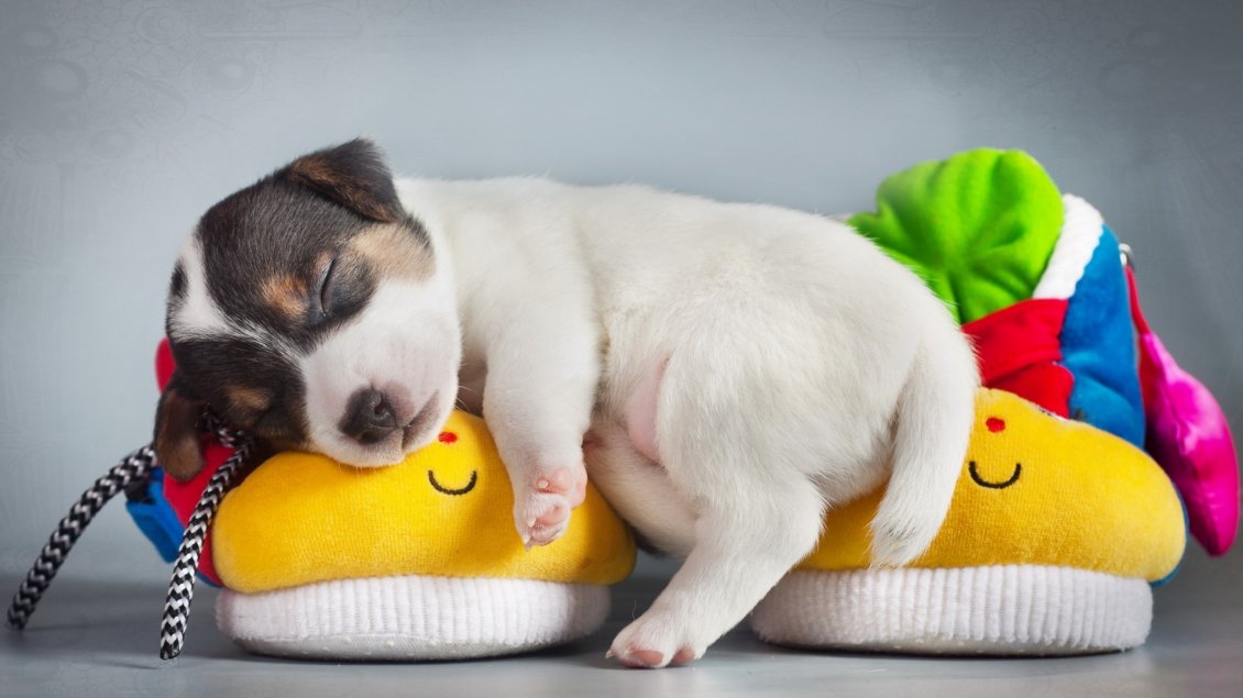 Download Wallpaper A sweet white puppy, sleeps on the colorful slippers