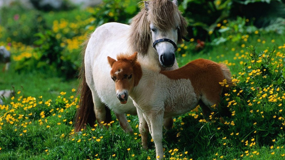 Download Wallpaper A big white horse and a foal in the grass